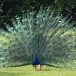 Dans le parc de l'Ariana des paons